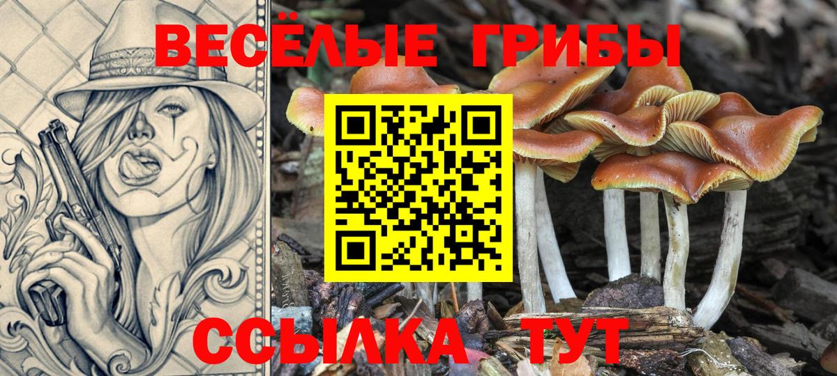 Псилоцибиновые грибы Psilocybe Тосно